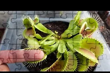 planta carnivora jigsaw puzzle