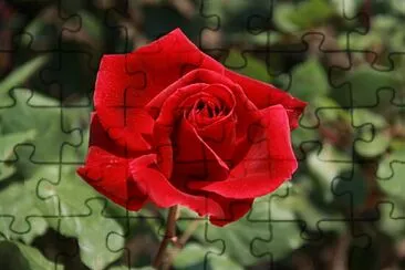 פאזל של Foto
