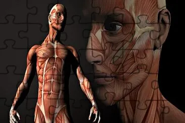 CUERPO HUMANO