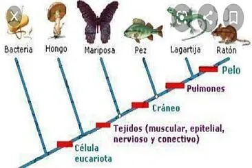 Cladograma jigsaw puzzle