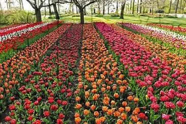 Foto jigsaw puzzle