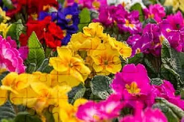 Foto jigsaw puzzle