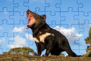 Tasmanian Devil Roar