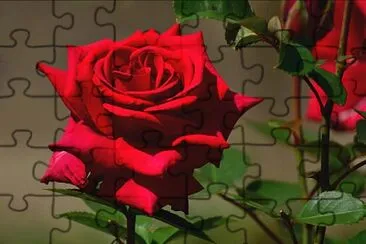 Red Rose jigsaw puzzle