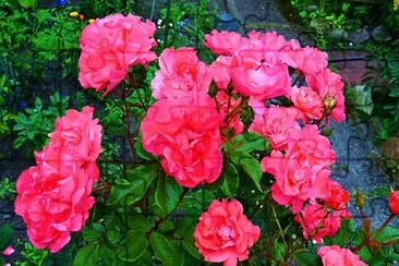 פאזל של Flower