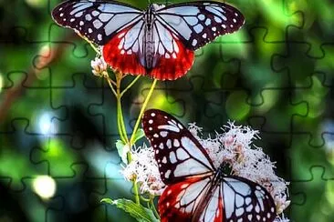 Flower jigsaw puzzle