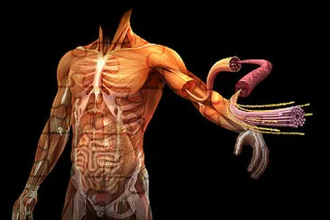 cuerpo humano