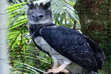 aguila jigsaw puzzle