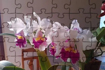 Orquidea jigsaw puzzle