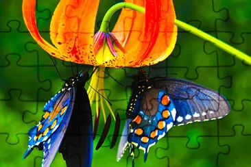flormariposad