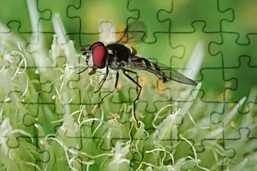 Foto jigsaw puzzle