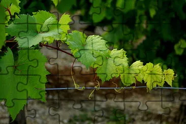 Vigne jigsaw puzzle