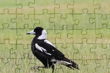 Gazza australiana jigsaw puzzle