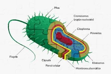 celula jigsaw puzzle