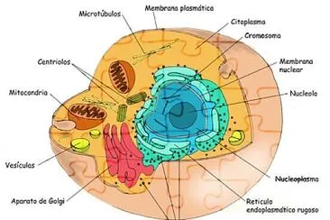 celula eucariota jigsaw puzzle