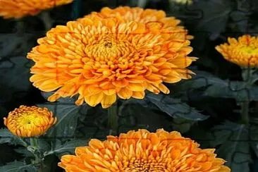 Crizantema-floare de toamnÄƒ jigsaw puzzle