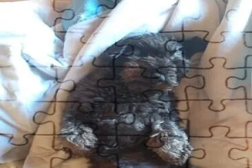 lota jigsaw puzzle