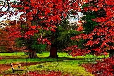 otoÃ±o rojo jigsaw puzzle