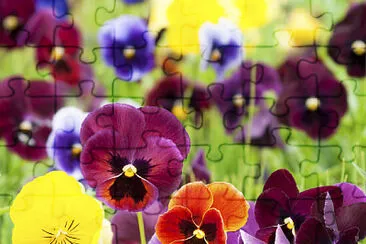 OK jigsaw puzzle
