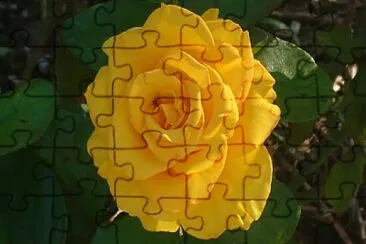 Rosa amarela jigsaw puzzle
