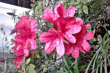 פאזל של flores - Azalea
