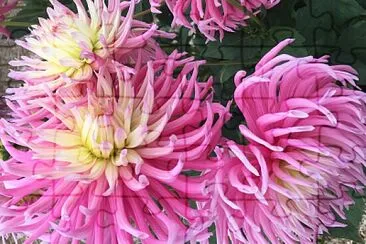Pink Dahlias 3