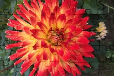Red   Yellow Dahlia