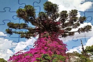 פאזל של imagem