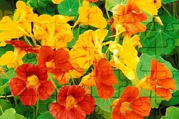 imagem jigsaw puzzle