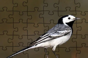 Pajarillo de las nieves jigsaw puzzle