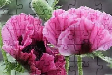 imagem jigsaw puzzle