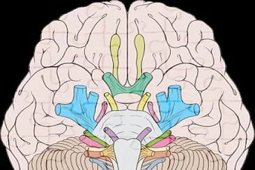 cerebro
