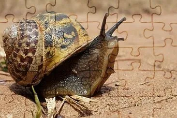 shirigeltz jigsaw puzzle