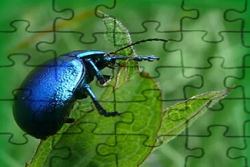 Scarabée jigsaw puzzle