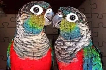 parrot jigsaw puzzle