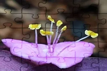 CENÃRIO K282 jigsaw puzzle