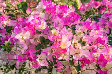 OK jigsaw puzzle
