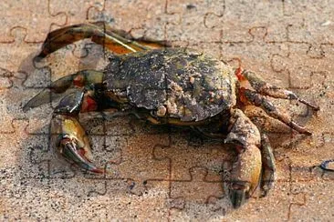 Cangrejo jigsaw puzzle