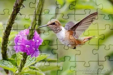 picaflor jigsaw puzzle