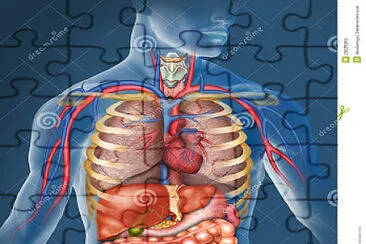 sistema solar, corpo humano