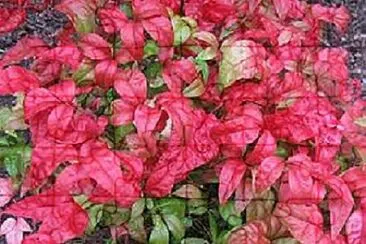 OK jigsaw puzzle