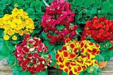 OK jigsaw puzzle