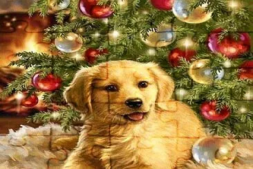 perro
