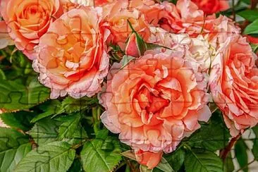 OK jigsaw puzzle