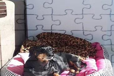 Luna Dog jigsaw puzzle