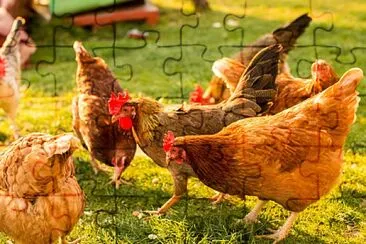 gallinas jigsaw puzzle