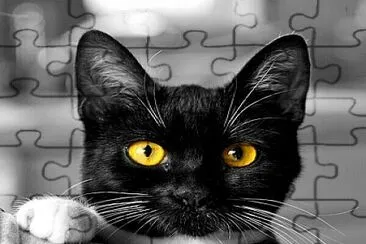  jigsaw puzzle