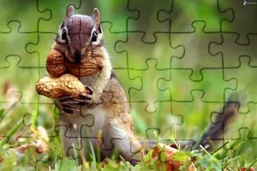 Ardilla jigsaw puzzle