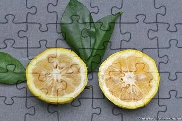 cedre jigsaw puzzle