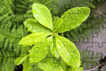 plante jigsaw puzzle